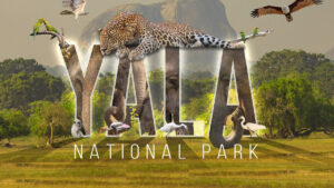 Yala National Park Sri Lanka, wildlife safari with leopards and elephants