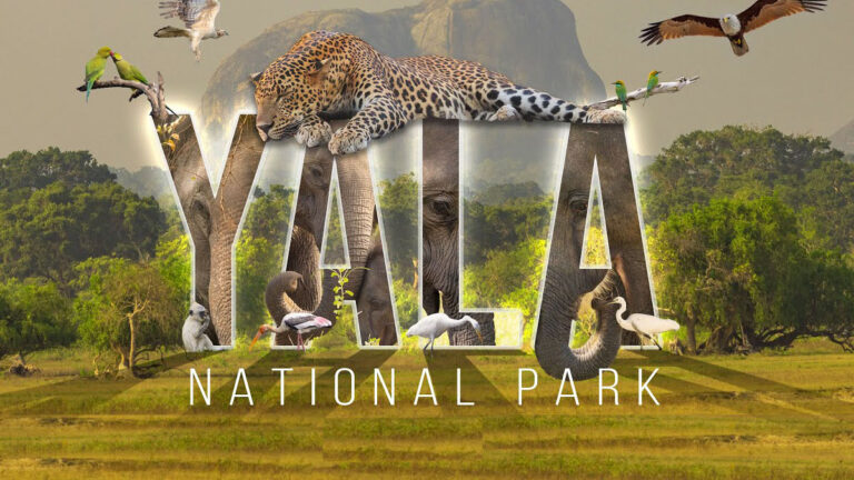 Yala National Park Sri Lanka, wildlife safari with leopards and elephants