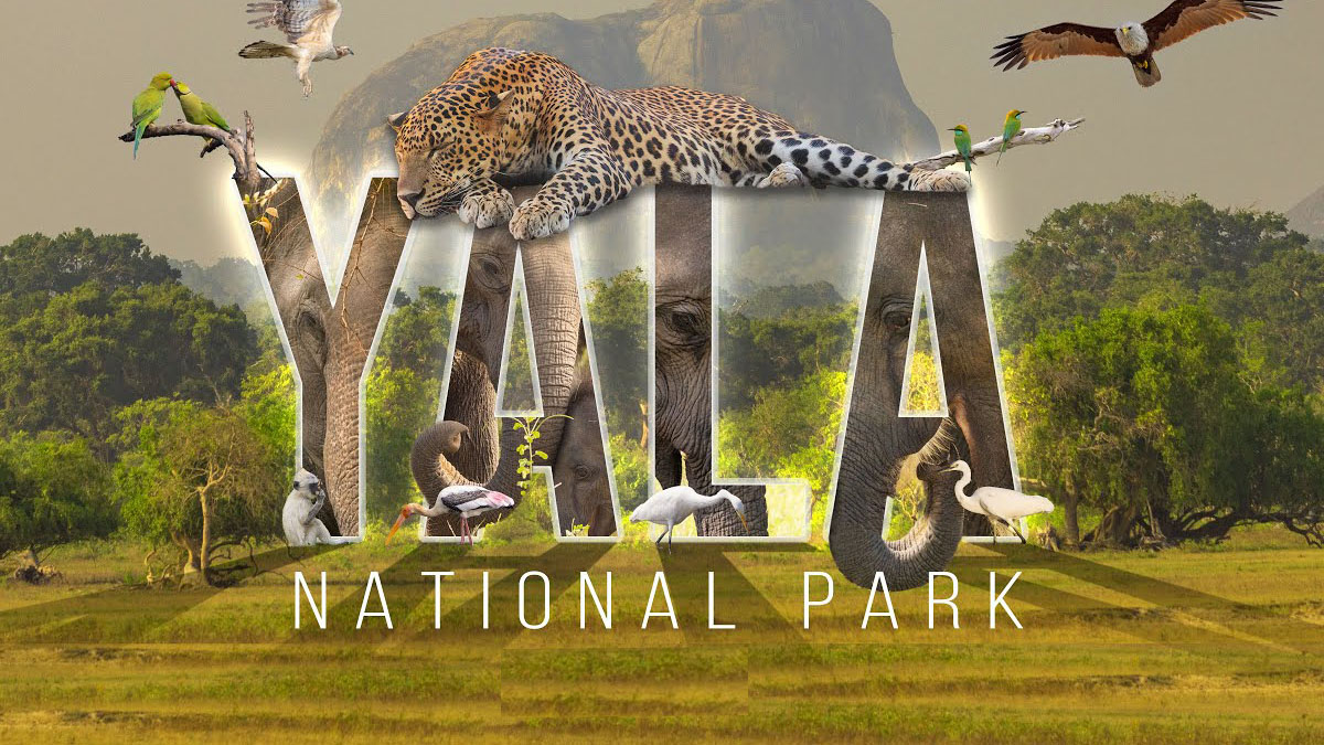 Yala National Park Sri Lanka, wildlife safari with leopards and elephants